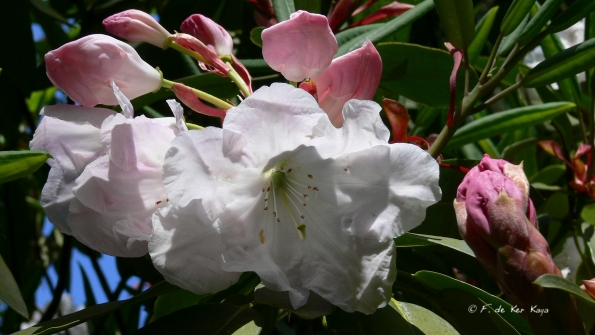 Bois des Moutiers (180) Mai 2012